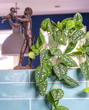 Scindapsus Pictus Argyraeus - Satin Pothos ⌀12cm - Cambridge Bee