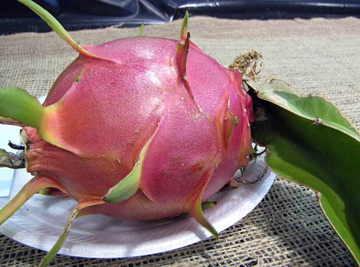 Hylocereus undatus - Dragon fruit Tree (Pitaya) ⌀12cm - Cambridge Bee