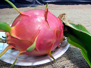 Hylocereus undatus - Dragon fruit Tree (Pitaya) ⌀12cm - Cambridge Bee