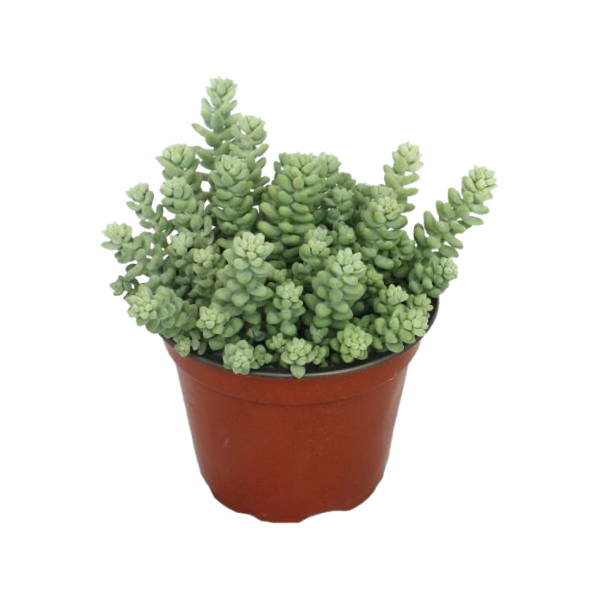 Sedum Burrito ⌀11cm - Cambridge Bee