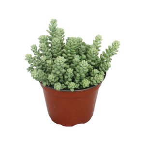 Sedum Burrito ⌀12cm - Cambridge Bee