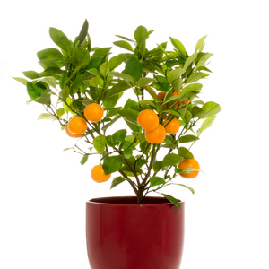 Citrus Calamondin Orange  tree ⌀ 12cm ↑ 30cm - Cambridge Bee