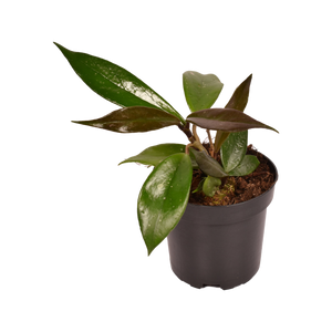 Hoya Publicalyx  ⌀10.5cm - Cambridge Bee