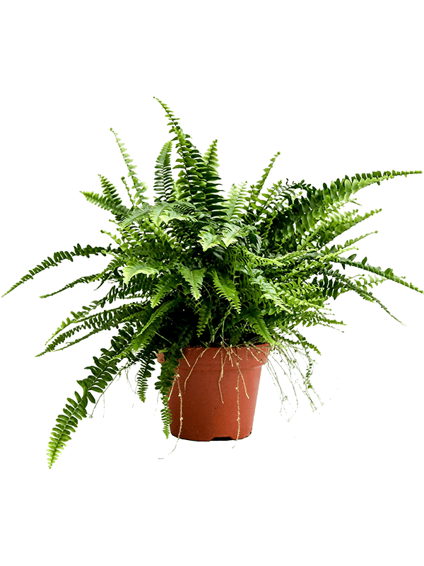 nephrolepis indoor plant Nephrolepis exaltata - Boston Fern