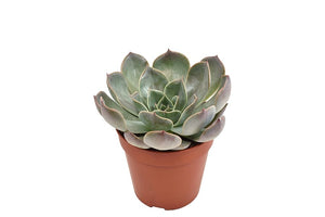 Echeveria Succulent Mix - set of 3 - Cambridge Bee