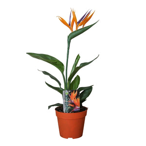 Strelitzia reginae - Bird of Paradise ⌀11 ↑40 - Cambridge Bee
