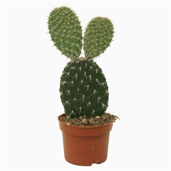 Opuntia Succulent Mix - set of 3 - random selection - Cambridge Bee