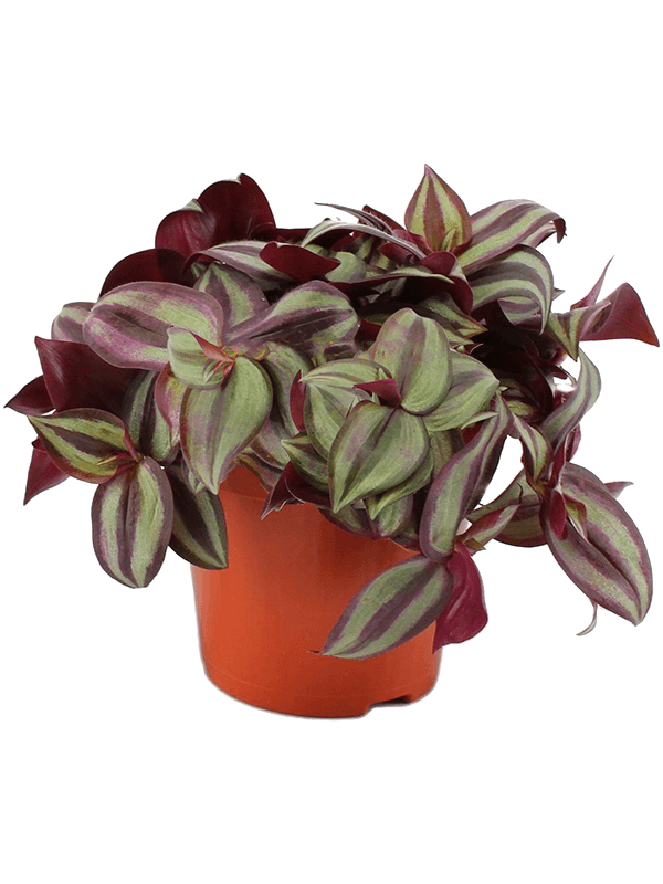 Tradescantia Zebrina - Wondering Jew ⌀12cm - Cambridge Bee