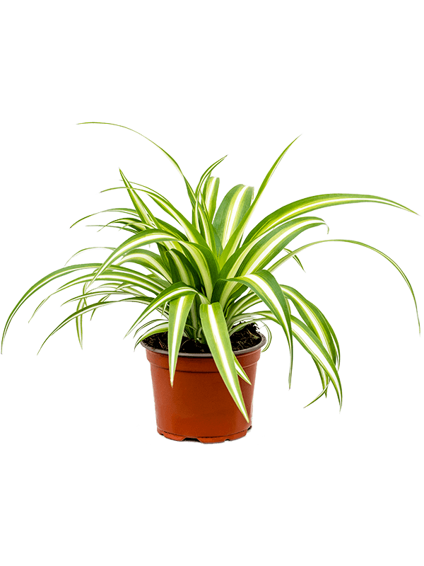 Chlorophytum - Spider plant