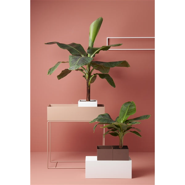 Banana tree - Musa Cavendish - Cambridge Bee