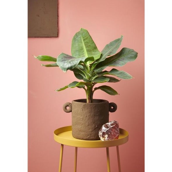 Banana tree - Musa Cavendish - Cambridge Bee