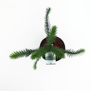 Araucaria Araucana - Monkey Puzzle Tree ⌀19cm - Cambridge Bee