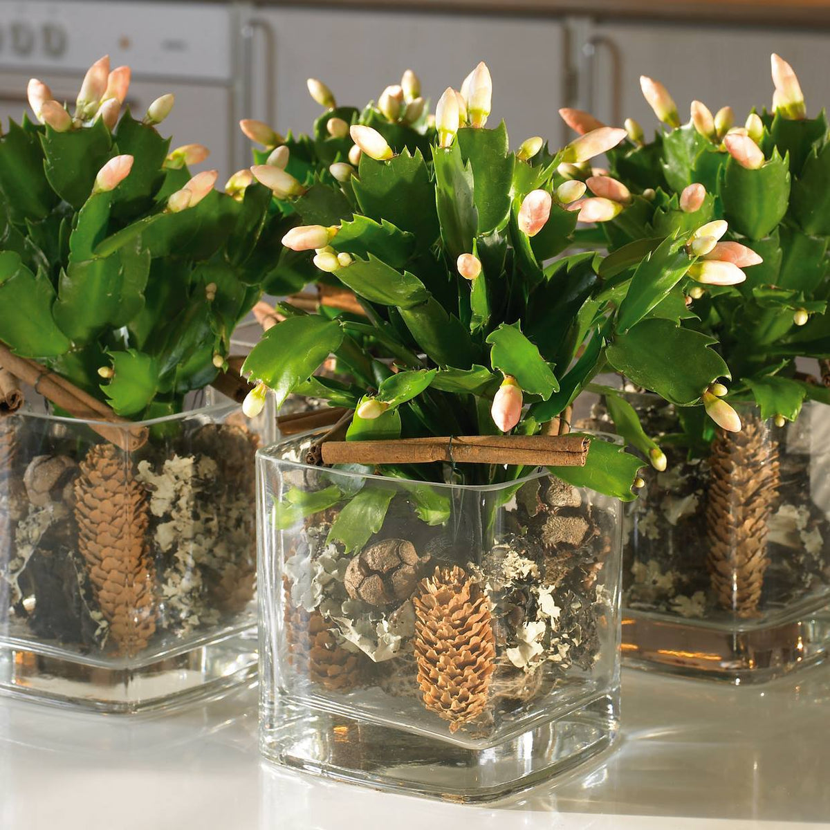Schlumbergera - Christmas Cactus - White ⌀13cm ↑25cm - Cambridge Bee