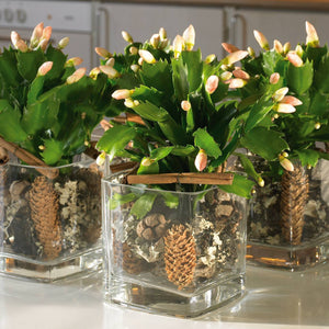 Schlumbergera - Christmas Cactus - White ⌀13cm ↑25cm - Cambridge Bee