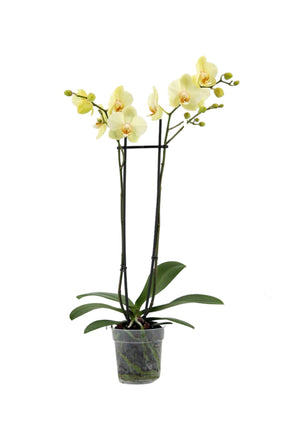 Phalaenopsis Orchid - Yellow 2stem - Cambridge Bee