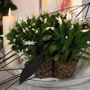 Schlumbergera - Christmas Cactus - White ⌀13cm ↑25cm - Cambridge Bee