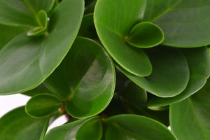Peperomia Obtusifolia - Cambridge Bee