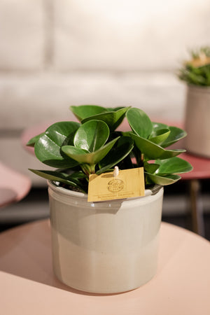 Peperomia Obtusifolia - Cambridge Bee