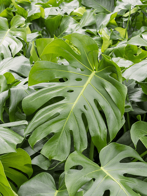 Monstera Deliciosa ⌀19 - Cambridge Bee