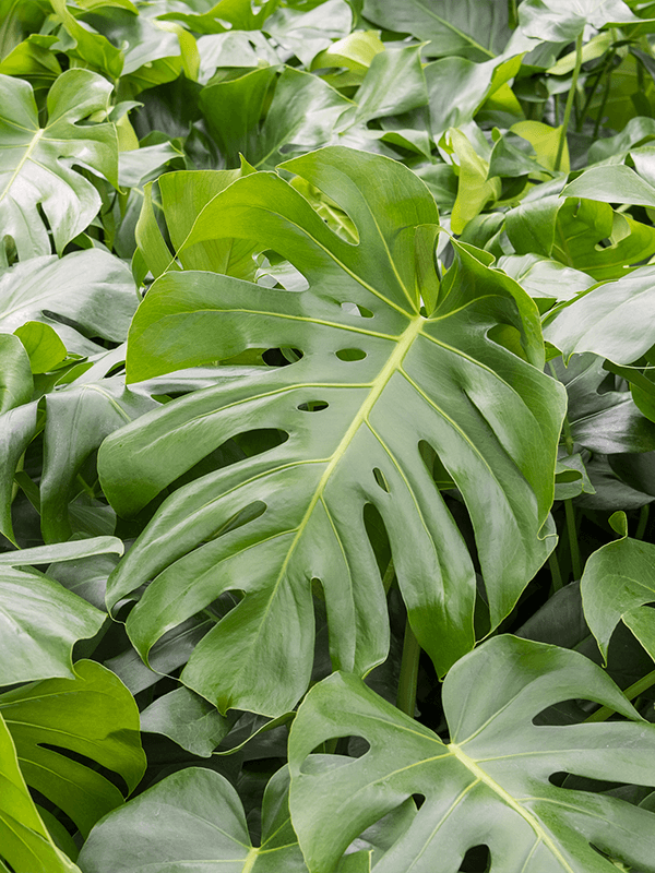 Monstera Deliciosa Swiss cheese plant