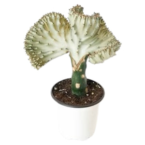 Euphorbia Lactea Cristata - Coral Cactus white - Cambridge Bee