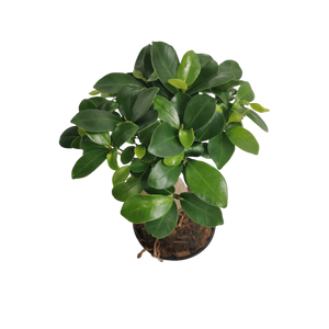 Ficus ginseng ⌀12cm - Cambridge Bee
