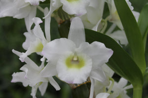 Dendrobium Nobile - White Orchid - Cambridge Bee