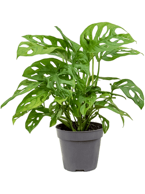 Monstera Adansonii - Monkey Mask - Cambridge Bee