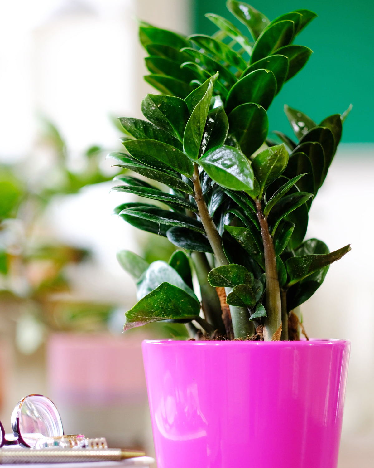 Zamioculcas Zenzi - Cambridge Bee