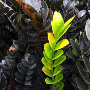 Zamioculcas Raven - Cambridge Bee