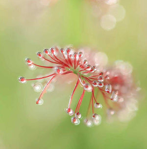 Drosera Capensis - Sundew ⌀8.5cm - Cambridge Bee