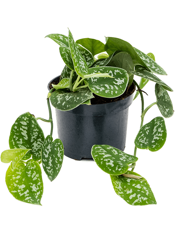 Scindapsus Pictus Argyraeus - Satin Pothos ⌀12cm - Cambridge Bee
