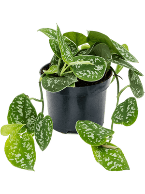 Scindapsus Pictus Argyraeus - Satin Pothos ⌀12cm - Cambridge Bee