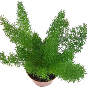 Asparagus Foxtail Fern - Cambridge Bee