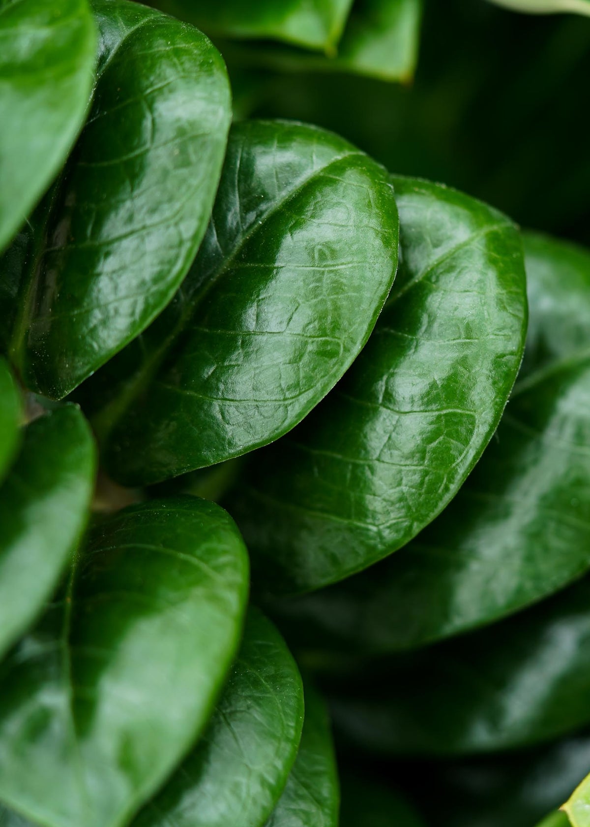 Zamioculcas Zenzi - Cambridge Bee