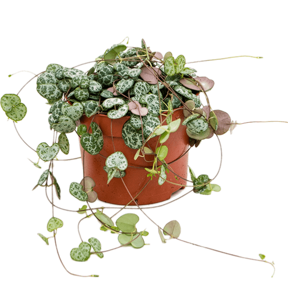 Ceropegia Woodii - String of hearts ⌀8cm - Cambridge Bee