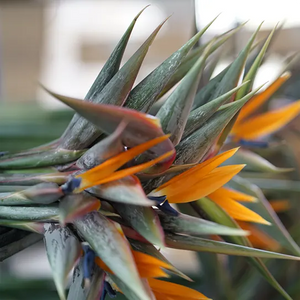 Strelitzia reginae - Bird of Paradise ⌀11 ↑40 - Cambridge Bee