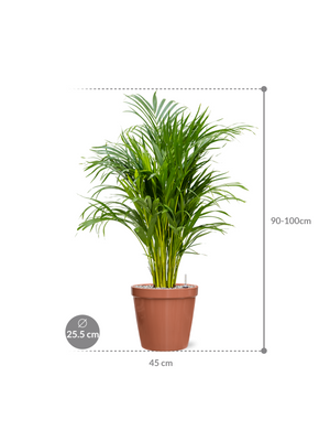 Dypsis lutescens - Areca Palm ⌀19 ↑90cm - Cambridge Bee