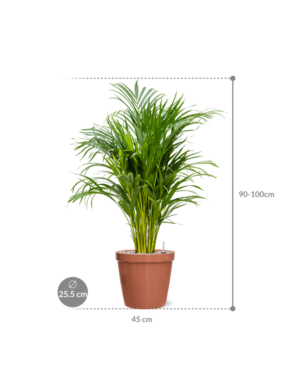 Areca lutescens deals