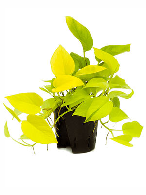 Epipremnum pinnatum Golden Neon Pothos ⌀12cm ↑20cm - Cambridge Bee