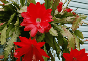 Epiphyllum ackermannii - Ackermann's Orchid Cactus - Cambridge Bee