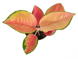 Aglaonema Orange star - Chinese Evergreen - Cambridge Bee