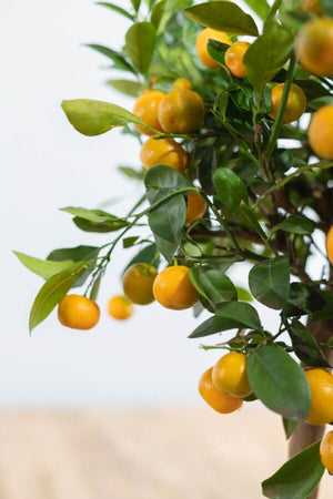 Citrus Calamondin Orange  tree ⌀ 12cm ↑ 30cm - Cambridge Bee