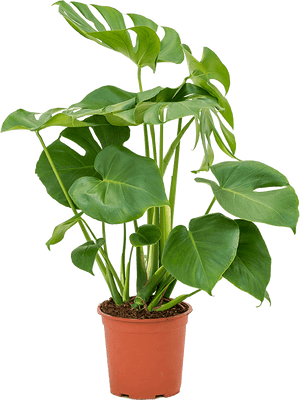 Monstera Deliciosa ⌀19 - Cambridge Bee