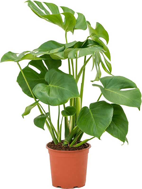 Monstera Deliciosa Swiss cheese plant - Cambridge Bee