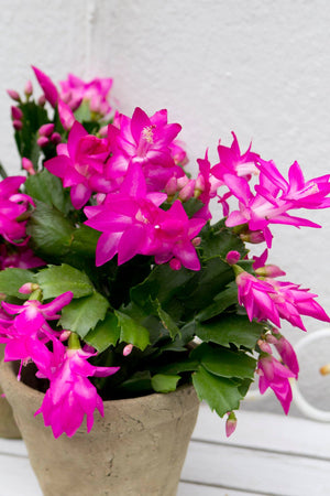 Schlumbergera - Christmas Cactus - Pink ⌀13cm ↑25cm - Cambridge Bee