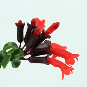 Aeschynanthus var. Twister - Cambridge Bee