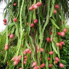 Hylocereus undatus - Dragon fruit Tree (Pitaya) ⌀12cm - Cambridge Bee