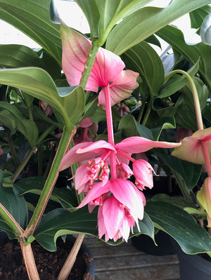 Medinilla Magnifica - Rose Grape Orchid - Cambridge Bee