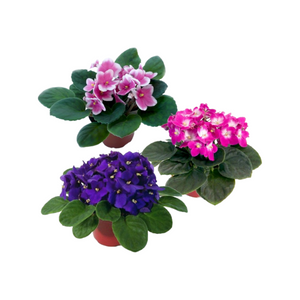 3 x Saintpaulia - African Violets - Cambridge Bee